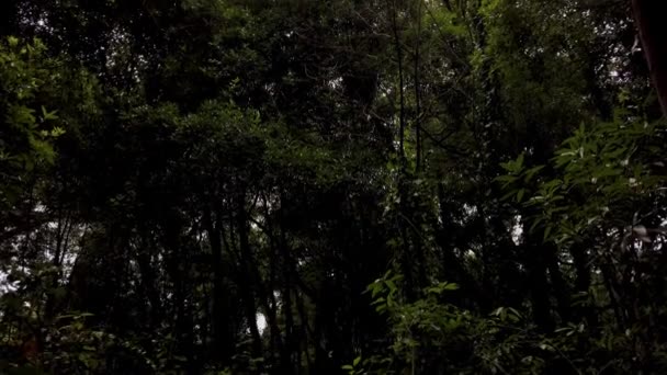 Bosques Rainha Leonor Caldas Rainha Portugal Limita Con Parque Carlos — Vídeo de stock