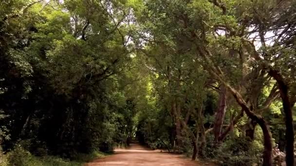 Portekiz Caldas Rainha Şehrinde Yer Alan Rainha Leonor Ormanı Carlos — Stok video
