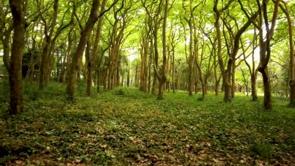 Bosques Rainha Leonor Caldas Rainha Portugal Limita Con Parque Carlos — Vídeo de stock