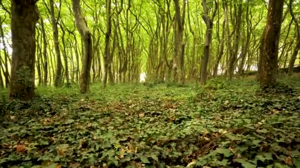 Woods Rainha Leonor Caldas Rainha Portugal Gränsar Till Parque Carlos — Stockvideo