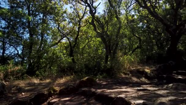 Kreuzweg Kreuzweg Pfad Durch Den Alten Wald Von Bussaco Luso — Stockvideo