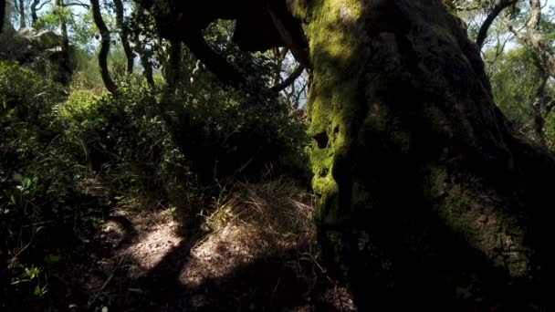 Kreuzweg Kreuzweg Pfad Durch Den Alten Wald Von Bussaco Luso — Stockvideo