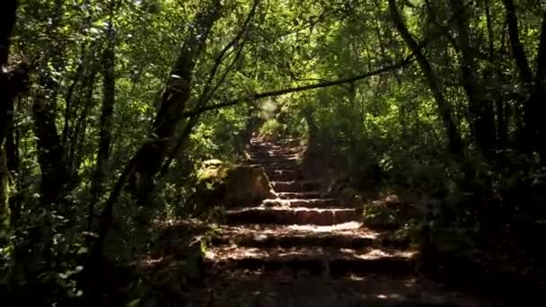 Camino Cruz Vía Crucis Sendero Antiguo Bosque Bussaco Luso Mealhada — Vídeos de Stock