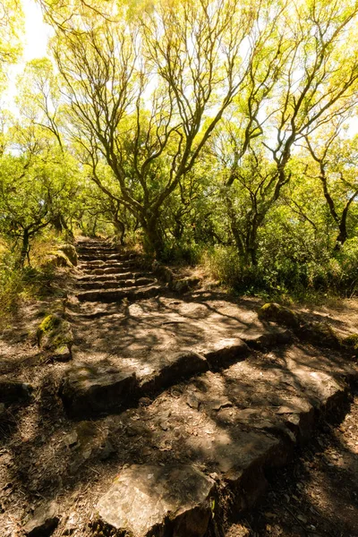 十字架への道 十字架を経由して ブサコの古代の森の上の歩道 ルソで Mealhada ポルトガルのアヴェイロ — ストック写真