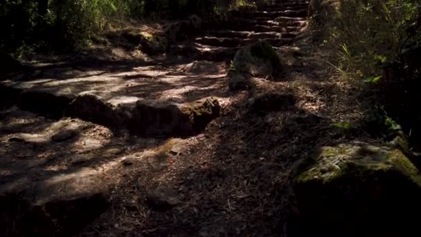 Δρόμος Προς Σταυρό Μέσω Του Σταυρού Μονοπάτι Στο Αρχαίο Δάσος — Αρχείο Βίντεο