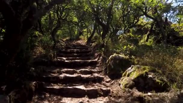 Kreuzweg Kreuzweg Pfad Durch Den Alten Wald Von Bussaco Luso — Stockvideo