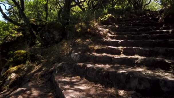 Kreuzweg Kreuzweg Pfad Durch Den Alten Wald Von Bussaco Luso — Stockvideo