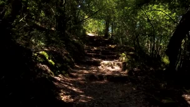 Kreuzweg Kreuzweg Pfad Durch Den Alten Wald Von Bussaco Luso — Stockvideo