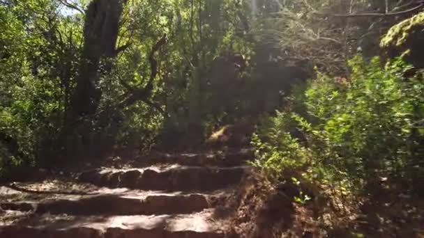 Kreuzweg Kreuzweg Pfad Durch Den Alten Wald Von Bussaco Luso — Stockvideo