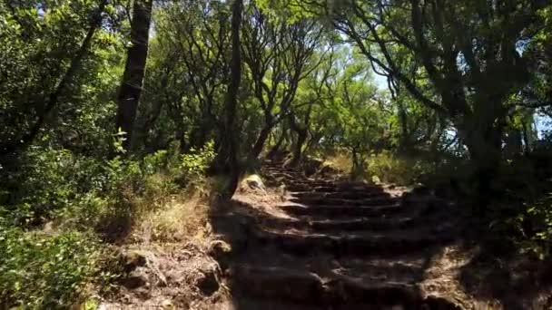 Camino Cruz Vía Crucis Sendero Antiguo Bosque Bussaco Luso Mealhada — Vídeo de stock