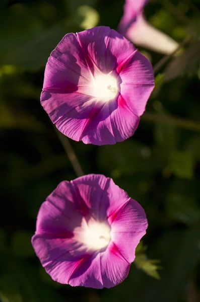 Πολύχρωμο Morning Glory Άνοιγμα Κάτω Από Τον Ήλιο — Φωτογραφία Αρχείου