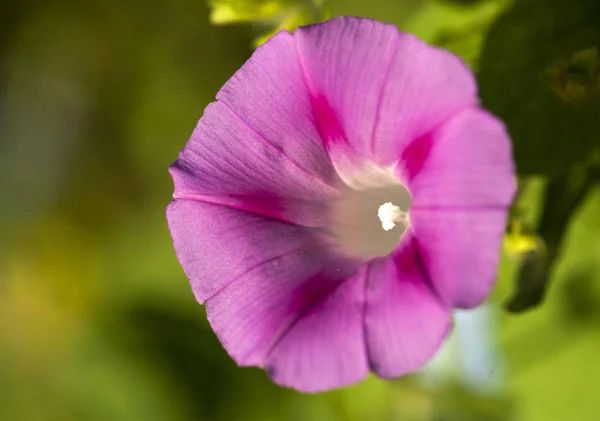 Πολύχρωμο Morning Glory Άνοιγμα Κάτω Από Τον Ήλιο — Φωτογραφία Αρχείου