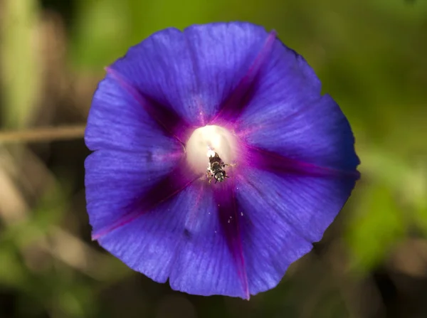 Πολύχρωμο Morning Glory Άνοιγμα Κάτω Από Τον Ήλιο — Φωτογραφία Αρχείου