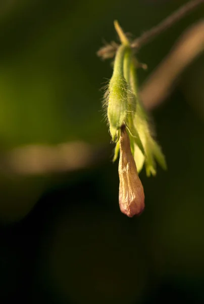 Πολύχρωμο Morning Glory Άνοιγμα Κάτω Από Τον Ήλιο — Φωτογραφία Αρχείου