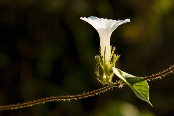 Πολύχρωμο Morning Glory Άνοιγμα Κάτω Από Τον Ήλιο — Φωτογραφία Αρχείου