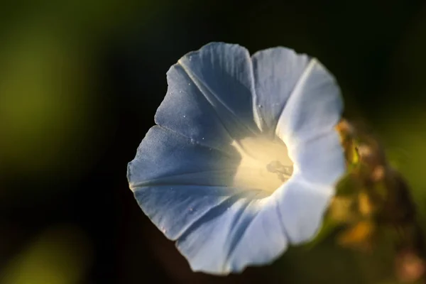 Πολύχρωμο Morning Glory Άνοιγμα Κάτω Από Τον Ήλιο — Φωτογραφία Αρχείου