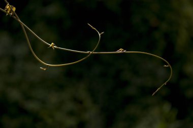 siyah arka plan üzerine izole kavun asma.
