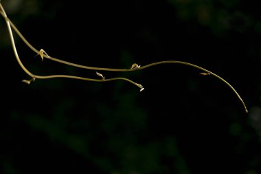 siyah arka plan üzerine izole kavun asma.