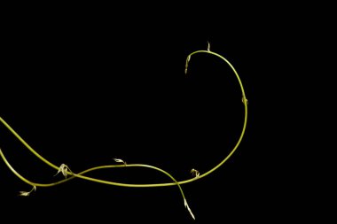 siyah arka plan üzerine izole kavun asma.