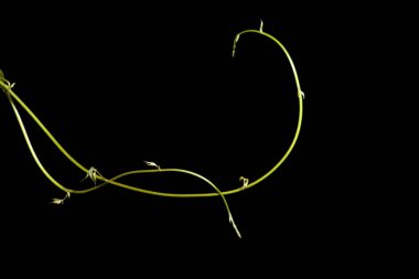 siyah arka plan üzerine izole kavun asma.