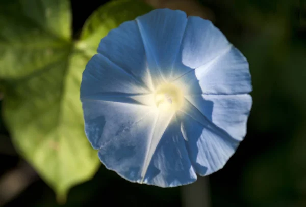 Πολύχρωμο Morning Glory Άνοιγμα Κάτω Από Τον Ήλιο — Φωτογραφία Αρχείου