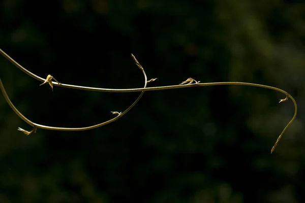 Vigne Melon Isolée Sur Fond Noir — Photo