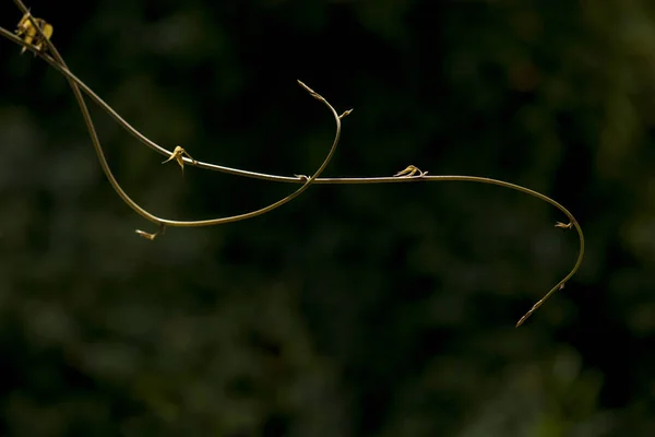 Melon Vine Isolated Black Background — Stock Photo, Image