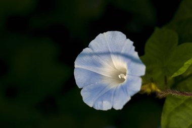 Renkli sabah gün ışığında açılış zafer.