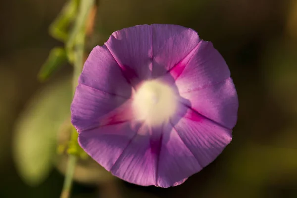 Πολύχρωμο Morning Glory Άνοιγμα Κάτω Από Τον Ήλιο — Φωτογραφία Αρχείου