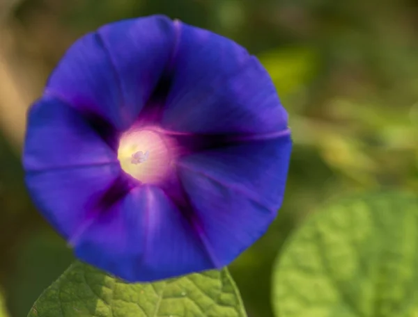 Πολύχρωμο Morning Glory Άνοιγμα Κάτω Από Τον Ήλιο — Φωτογραφία Αρχείου