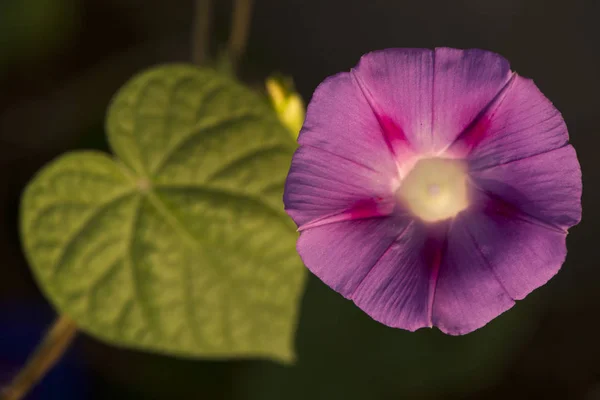 Πολύχρωμο Morning Glory Άνοιγμα Κάτω Από Τον Ήλιο — Φωτογραφία Αρχείου