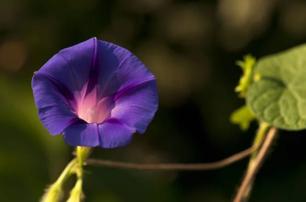 Colorida Apertura Gloria Mañana Bajo Sol — Foto de Stock