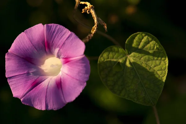 Πολύχρωμο Morning Glory Άνοιγμα Κάτω Από Τον Ήλιο — Φωτογραφία Αρχείου