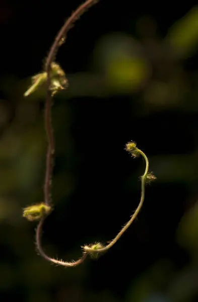 黑色背景上孤立的瓜藤 — 图库照片