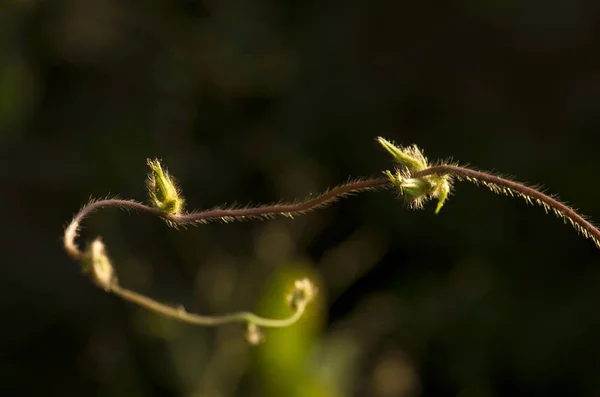 Vigne Melon Isolée Sur Fond Noir — Photo