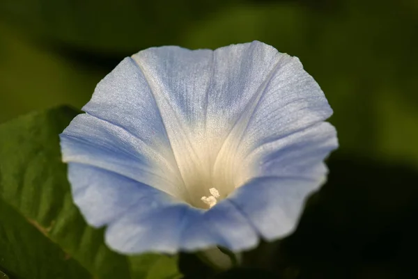 Πολύχρωμο Morning Glory Άνοιγμα Κάτω Από Τον Ήλιο — Φωτογραφία Αρχείου