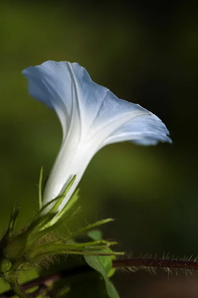 Πολύχρωμο Morning Glory Άνοιγμα Κάτω Από Τον Ήλιο — Φωτογραφία Αρχείου