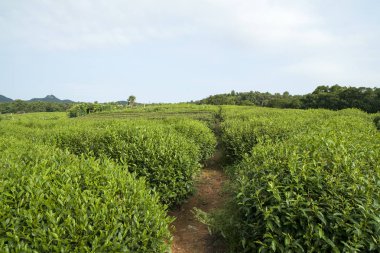 yeşil çay plantasyon sonbahar ışığında.