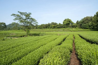 yeşil çay plantasyon sonbahar ışığında.