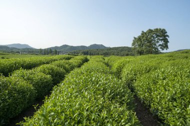 yeşil çay plantasyon sonbahar ışığında.