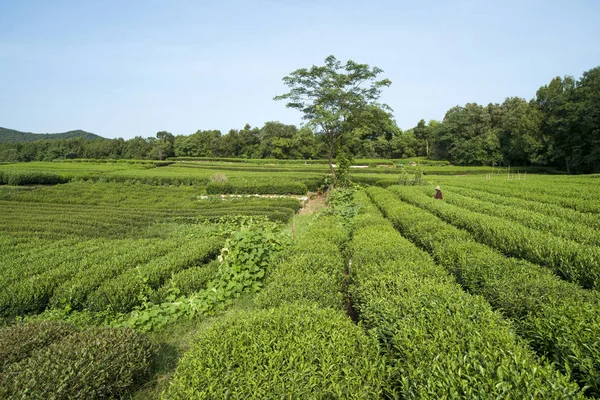 the green tea plantation in the autumn sunshine.