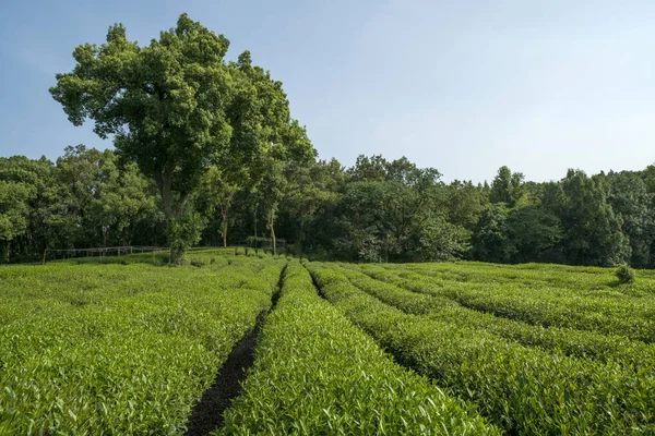 Plantação Chá Verde Sol Outono — Fotografia de Stock