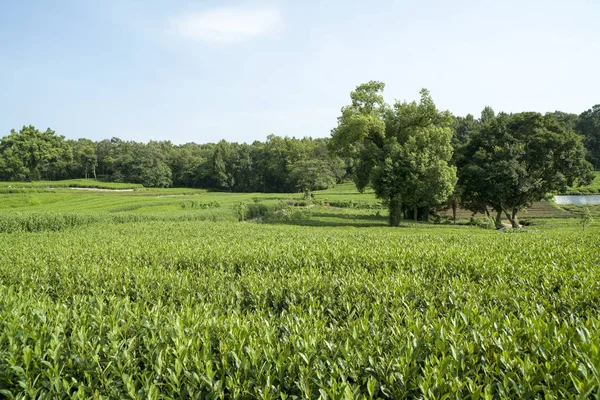 Green Tea Plantation Autumn Sunshine — Stock Photo, Image