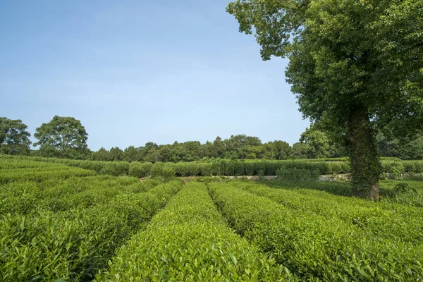秋の日差しの中で緑茶畑 ストック画像