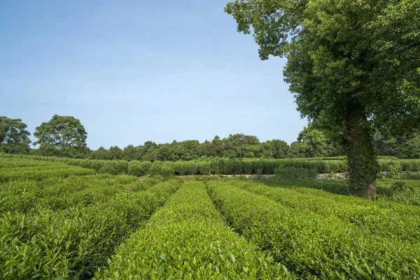 Groene Thee Plantage Herfst Zon Stockafbeelding