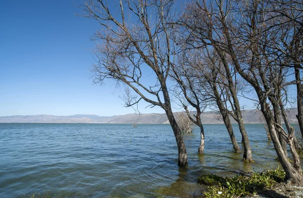 Jezero Stromy Modrou Oblohu Bílé Mraky — Stock fotografie