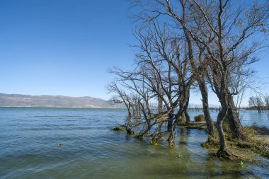 göl ve ağaçlar, mavi gökyüzü ve beyaz bulutlar