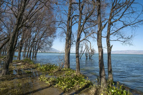 Lake Trees Blue Sky White Clouds — Stock Photo, Image