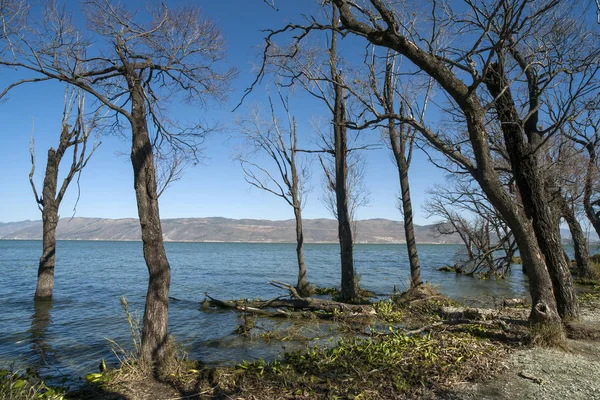 Jezero Stromy Modrou Oblohu Bílé Mraky — Stock fotografie