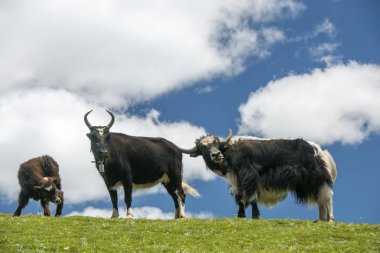 the yak is grazed on a green pasture under the blue sky and white cloud. clipart